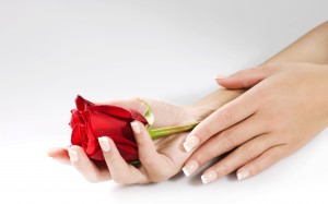 Woman hands with red rose